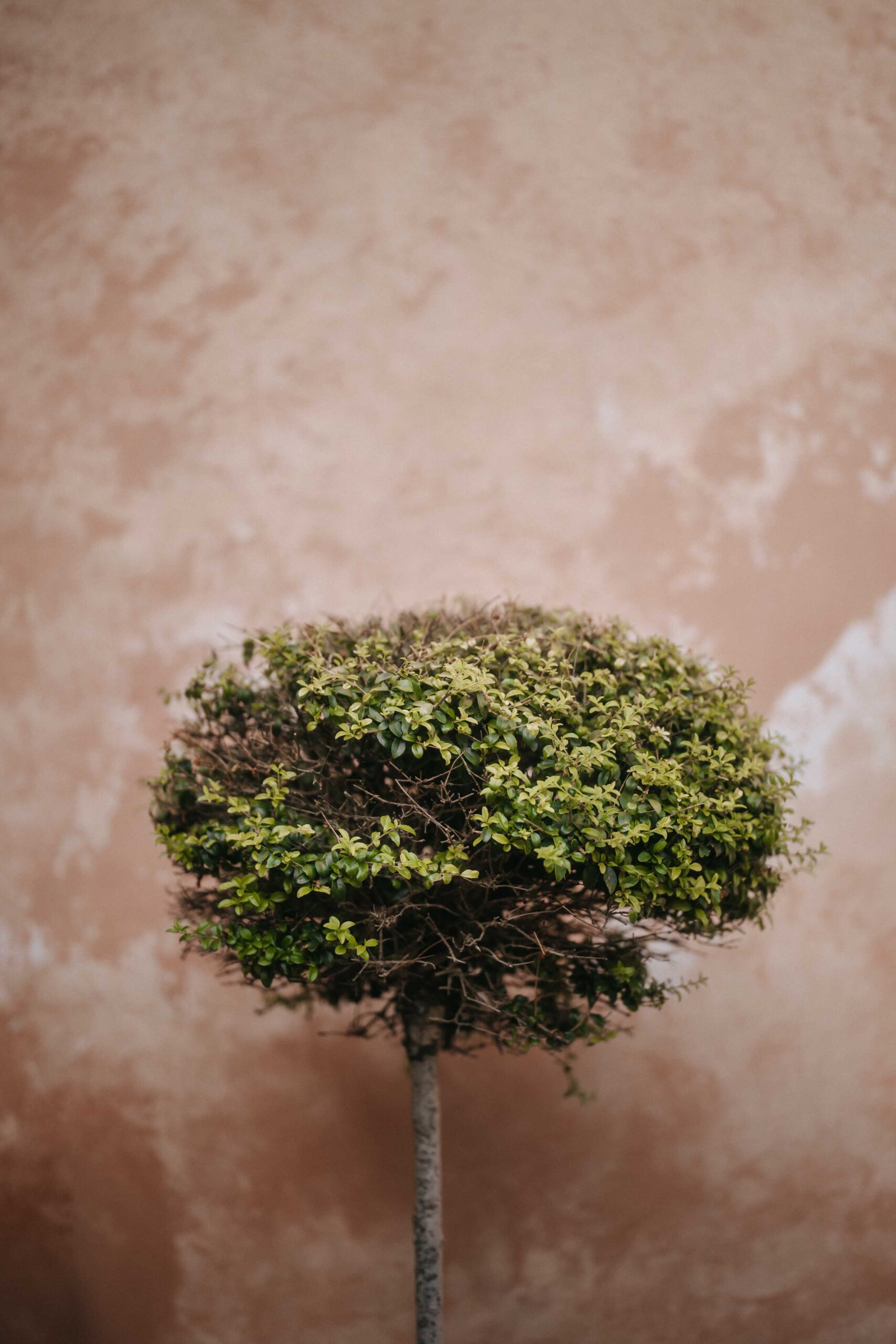 small tree detail at villa mangiacane